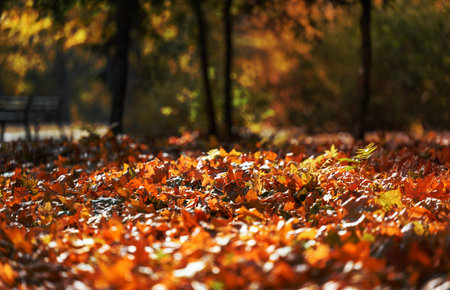 autumn park with trees and bushes, yellow leaves on the ground and on the branches. Idyllic sceneの写真素材