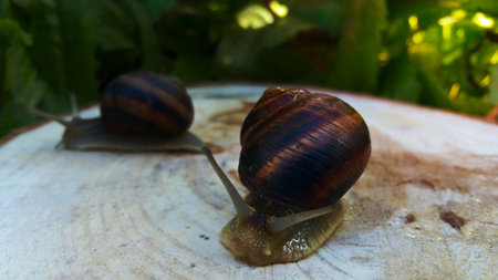 Brown snail on the stump of the tree, close-upの写真素材