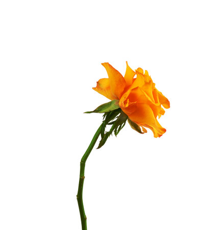 bud of a blooming yellow rose isolated on a white background, close up, side viewの写真素材