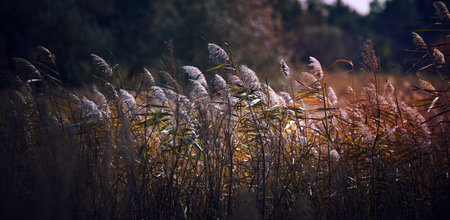 dry stalks of reeds at the pond sway in the wind on an autumn day, Ukraineの写真素材