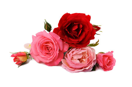 bouquet of red and pink roses isolated on white background, festive bouquet, close upの写真素材