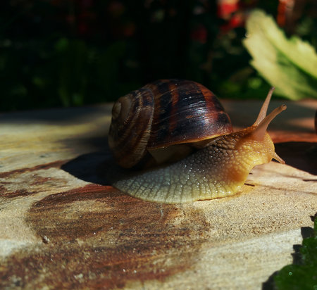 Big snail on a tree stump, macroの写真素材