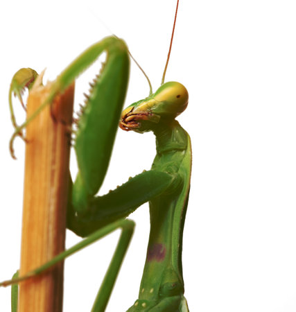green young mantis sitting on a wooden stick, insect isolated on white background, close upの写真素材
