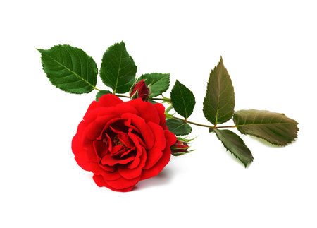 red blooming rose with green leaves isolated on white background, close upの写真素材