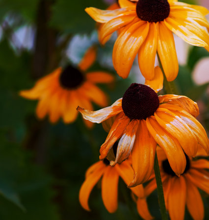 fading yellow Yellow rudbeckia , close upの写真素材