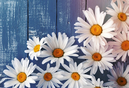 Heads of flowers white big daisies on a blue wooden surface, top viewの写真素材