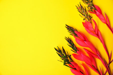 Branches of a pink flower of Billbergia on a yellow background, empty space on the leftの写真素材