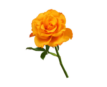 open bud of a beautiful yellow blooming rose on a green stem isolated on a white background, close upの写真素材