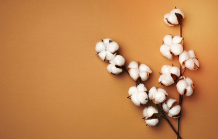 Cotton flower on pastel beige paper background, overhead. Minimalism flat lay composition, copy spaceの写真素材