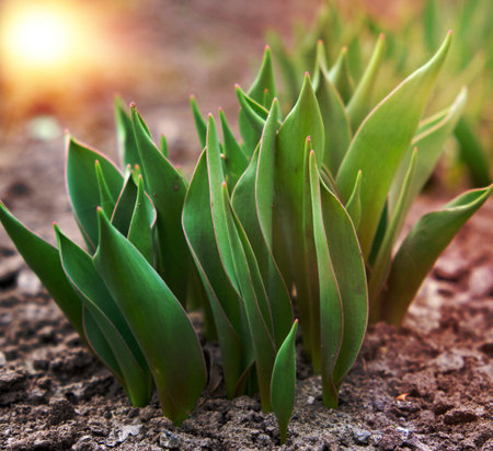 green tulips on a spring afternoon in the sunshine, close upの写真素材