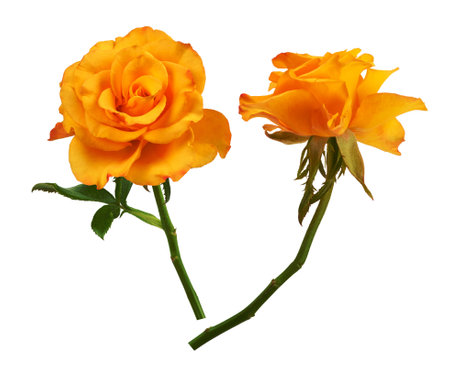 open bud of a beautiful yellow blooming rose on a green stem isolated on a white background, close upの写真素材