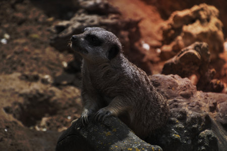 Meerkat looking out over territoryの写真素材