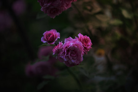 Growing rose bush with pink flowers and green leaves, summer dayの写真素材