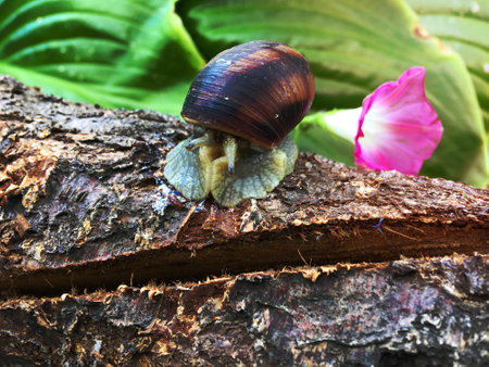 Snail sitting on tree branch and released its antennae forwardの写真素材