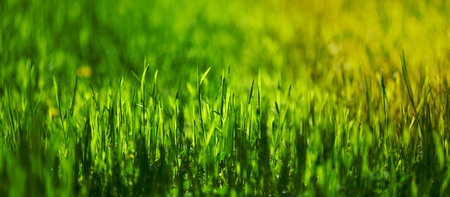 lawn with green lush grass in the park on a spring day, bannerの写真素材