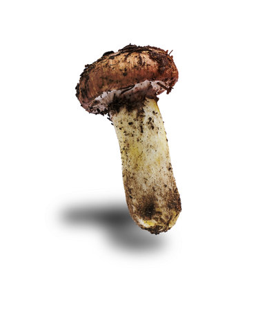forest fresh raw edible mushroom Suillus luteus isolated on white backgroundの写真素材