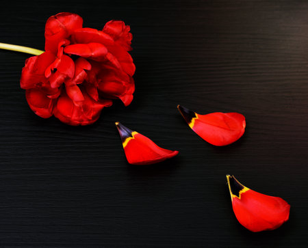 Red fluffy tulip on a black backgroundの写真素材