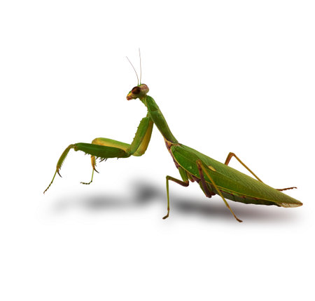 large green mantis on a white background looks at the camera, close upの写真素材