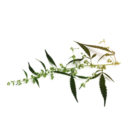 cannabis branch with green leaves and seeds isolated on belrm background, close upの写真素材