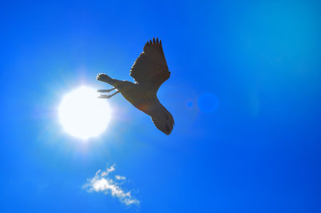 Seagull falls down against the blue sky and sunの写真素材