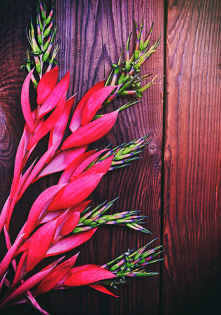 Pink flower of Billbergia on a brown wooden surface, vintage toningの写真素材