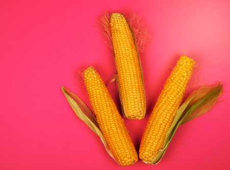 ripe yellow corn cobs on a pink background, top view, copy spaceの写真素材