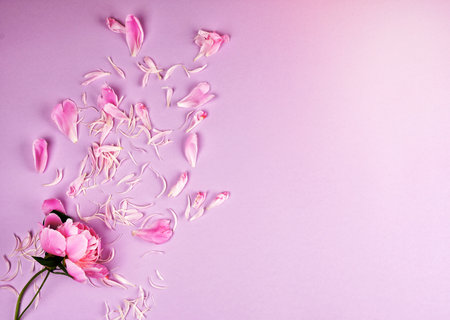 pink peony flower and scattered petals on a pink background, abstract festive backgroundの写真素材