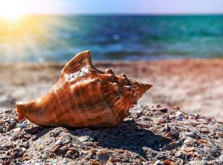 shell on a sandy beach against the backdrop of the sea and the sunの写真素材