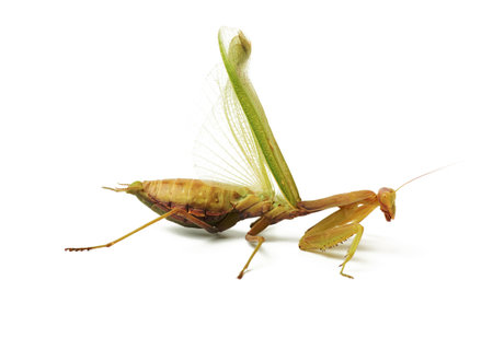 large green mantis spread its wings, insect isolated on white background, close upの写真素材