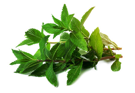 Sprig of peppermint with green leaves on a white isolated background. Culinary spice for drinks and foodの写真素材