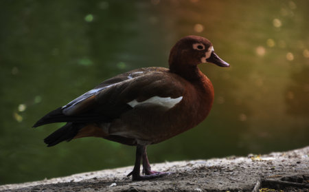 wild duck on a pond is on the shoreの写真素材