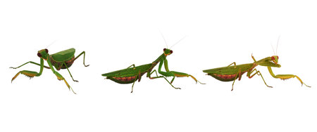 three green mantis on a white background, insect in different poses, close upの写真素材
