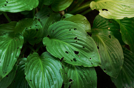 the green leaves of the plant are eaten by slugs. Garden pestsの写真素材