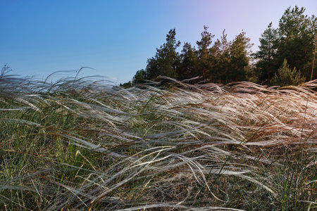 steppe feather grass, selective focus, Ukraineの写真素材