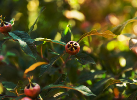 unripe green fruits on a branch of a loquat tree on a summer dayの写真素材