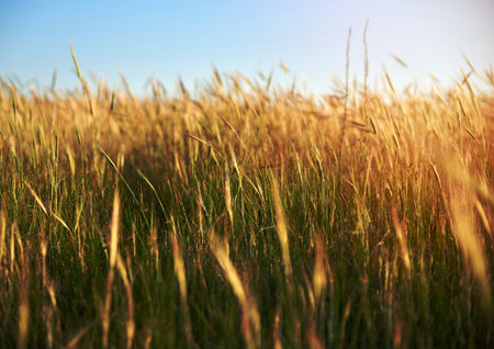 wild steppe on a summer day, Ukraine, Kherson region, selective focusの写真素材