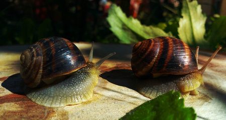 two brown snail crawling on a tree stump, macroの写真素材