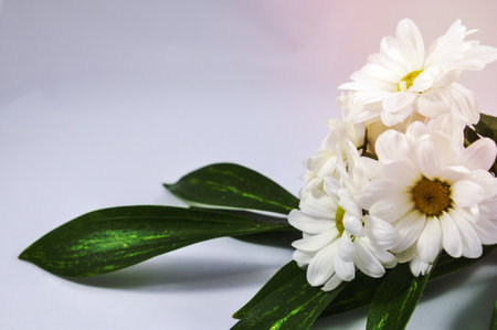 branch of white chrysanthemum with green leaves on a white backgroundの写真素材