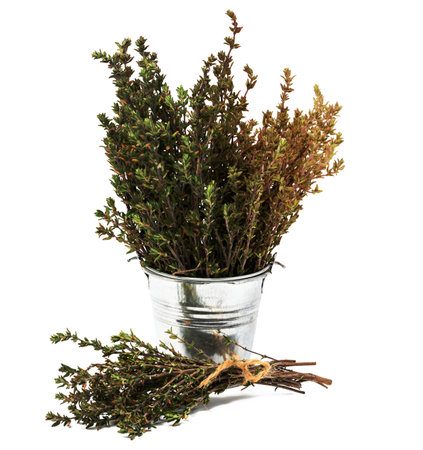Thyme branches in a metal bucket on a white isolated backgroundの写真素材