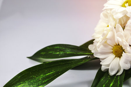 branch of white chrysanthemum with green leaves on a white backgroundの写真素材