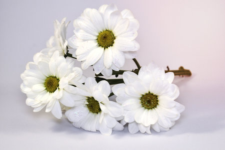 branch of white chrysanthemum flowers on a white backgroundの写真素材