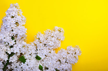 White lilac branch on a yellow surface, empty right on the rightの写真素材