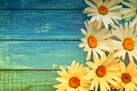 White big chamomile flowers on a blue wooden surface, vintage toningの写真素材