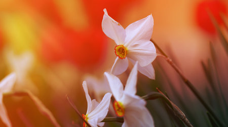 white blooming daffodil flower in a spring afternoon, close upの写真素材
