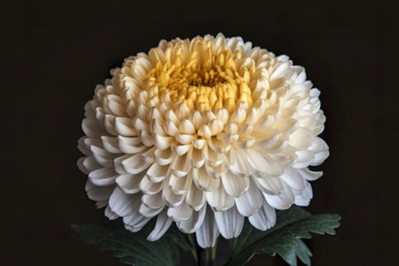 a yellow chrysanthemum flowerの写真素材