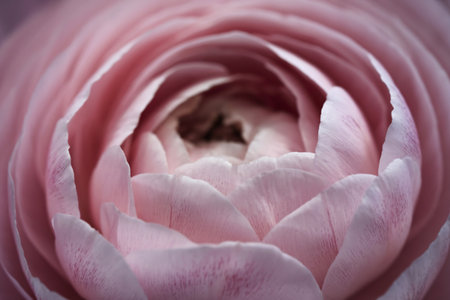 A photo of a close-up view of a delicate, soft, and pinkish material.の写真素材