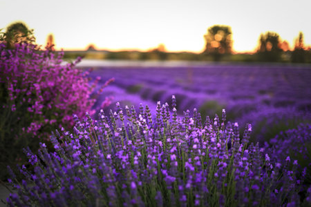 A photograph of a sprawling lavender field