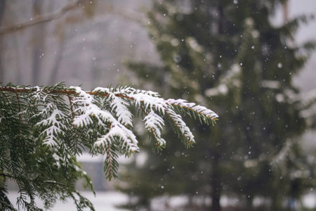 a spruce tree branch covered with snow