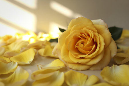 a bed of scattered petalsの写真素材