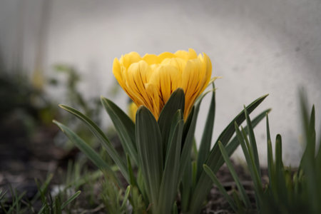 A photo of a yellow blooming flower growing in the ground